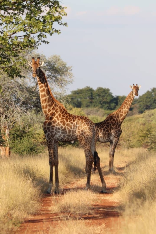 Ngangane Game Reserve employs over 200 locals