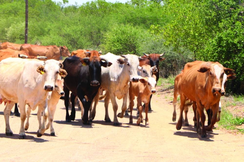 MoA awaits WOAH greenlight following FMD outbreak - Vimarsana News