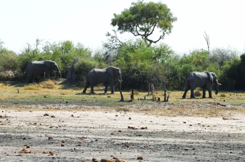 Batswana given elephant hunting concessions