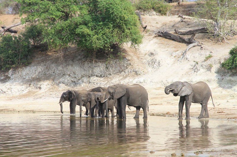 African Elephant Population In Sharp Decline :: Mmegi Online