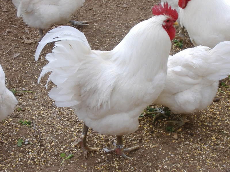 Poultry industry oligopoly under spotlight :: Mmegi Online